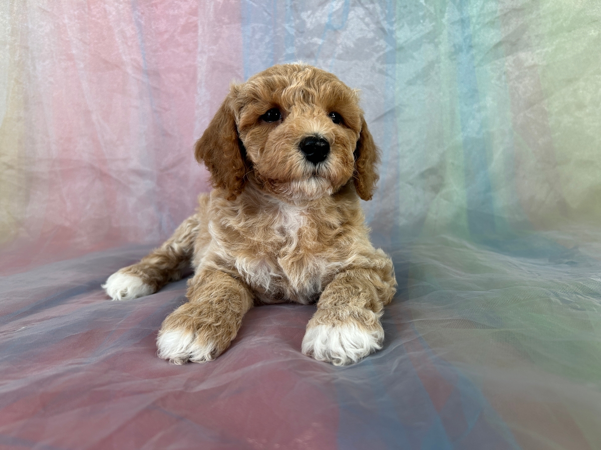 Male Schnoodle DOB 9-4-2025 $950